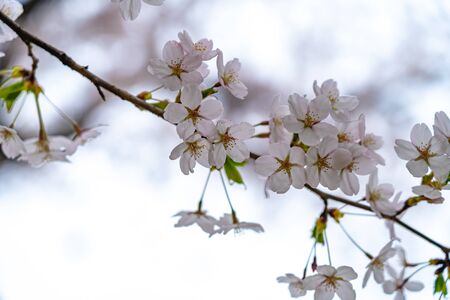 Close Up Full Bloom Beautiful Cherry Blossoms Flowers ( sakura ) in Springtime Sunny Day. Beauty...