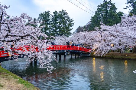 Hirosaki Park Cherry Blossoms Matsuri Festival in Springtime Season. Beauty full bloom pink sakura...