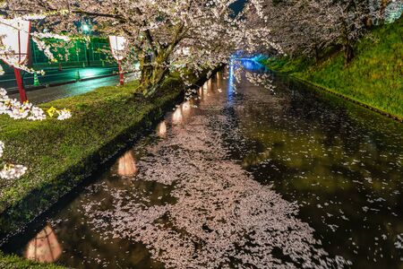 Hirosaki Park Cherry Blossom Festival Light Up in Springtime Season Night. Beauty full bloom pink sakura flowers at outer moat and lights illuminate. Aomori Reflection, Japanのeditorial素材