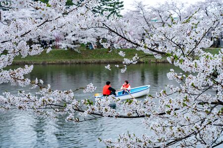Hirosaki Park Cherry Blossoms Matsuri Festival in Springtime Season Beautiful Morning Day. Beauty full bloom pink sakura flowers at west moat. Aomori Reflection Region, Japanのeditorial素材