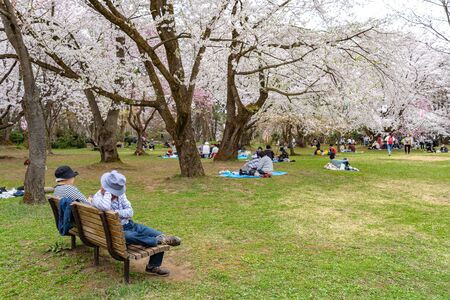 Hirosaki Park Cherry Blossoms Matsuri Festival in Springtime Season. Beauty full bloom pink sakura flowers light up at night in west moat. Aomori Reflection Region, Japanのeditorial素材
