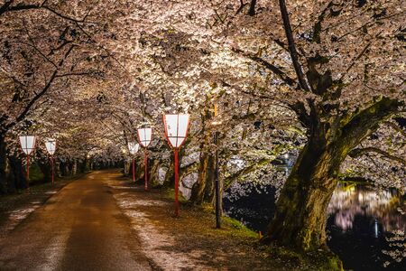 Hirosaki Park Cherry Blossom Trees Matsuri Festival Light Up at Night in Springtime. Beauty full bloom pink sakura flowers in west moat with lights illuminate. Aomori Reflection Region, Japanのeditorial素材