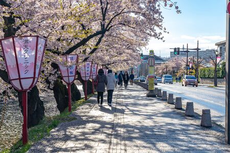 Hirosaki city street view. Cherry Blossom in Spring Season Sunny Day and Clear Blue Sky. Blooming pink sakura trees flowers petals starting to fall. Aomori Reflection, Japanのeditorial素材