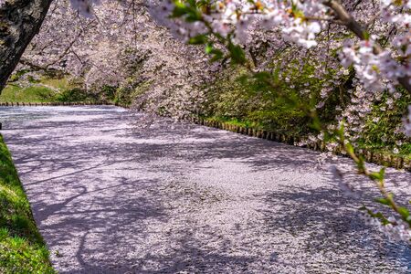 Hirosaki city cherry blossom matsuri. Clear Blue Sky Springtime Sunny Day. Full bloom trees pink flowers starting to fall, Hanaikada petals raft at outer moat. Aomori Reflection Region, Japanのeditorial素材