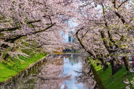 Hirosaki city cherry blossom matsuri. Clear Blue Sky Springtime Sunny Day. Full bloom trees pink flowers starting to fall, Hanaikada petals raft at outer moat. Aomori Reflection Region, Japanのeditorial素材
