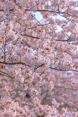 Cherry blossom in spring seasonの写真素材