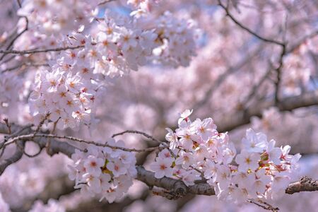 Close Up Full Bloom Beautiful Cherry Blossoms Flowers ( sakura ) in Springtime Sunny Day. Beauty...