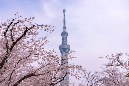 Tokyo Skytree Tower with cherry blossoms in full bloom at Sumida Park