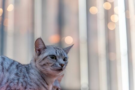 Portrait of a pretty catの写真素材