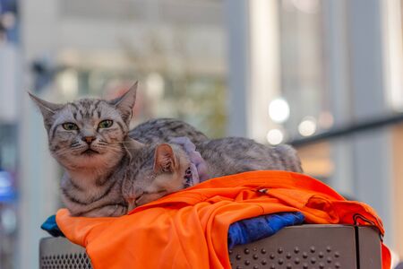 Portrait of Pretty Cats Couple, Close Up Shot with Blur Background