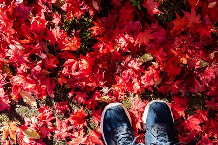 Colorful various Autumn fallen leaves on the ground with shoes. Dried leaf cover surface of land. Close-up, top view from above, multicolor beautiful seasonal concept backgroundsの写真素材