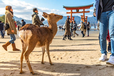 Close-up Deer relax in sunshine in the Miyajima on New Year Japanese Hatsumode holiday. In here, the deers are freely roaming around the island and not afraid to interact with visitors. Hiroshima cityのeditorial素材