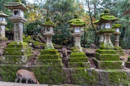 Deer in the Kasuga Grand Shrine, Nara Park Area. In here, the deers are freely roaming around in temples and park. Nara Prefecture, Japanのeditorial素材
