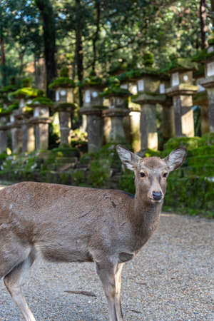 Deer in the Kasuga Grand Shrine, Nara Park Area. In here, the deers are freely roaming around in temples and park. Nara Prefecture, Japanのeditorial素材