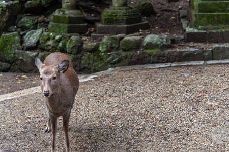 Deer in the Kasuga Grand Shrine, Nara Park Area. In here, the deers are freely roaming around in temples and park. Nara Prefecture, Japanのeditorial素材