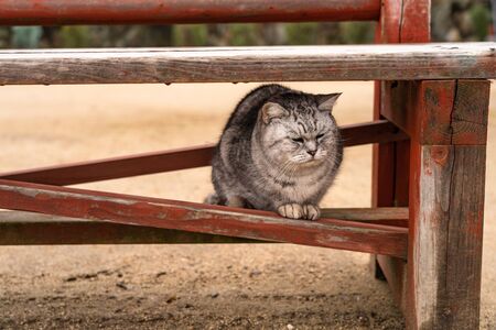 Neko-no-Hosomichi Cat Alley in Onomichi City. Lots of cats can be found in this Japanese traditional narrow street. Hiroshima Prefecture, Japanの写真素材