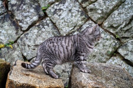Close-up adorable cat relaxing in the wildの写真素材