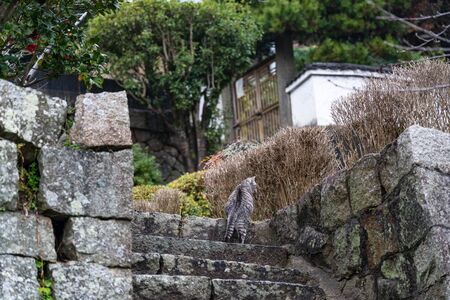 Neko-no-Hosomichi Cat Alley in Onomichi City. Lots of cats can be found in this Japanese traditional...