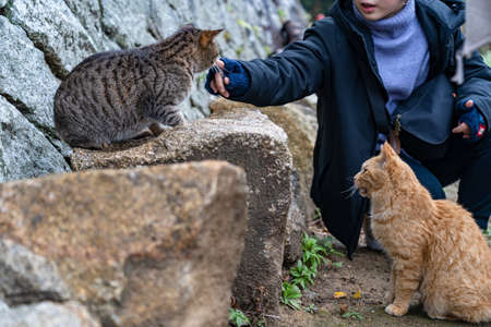 Neko-no-Hosomichi Cat Alley in Onomichi City. Visitors feed and play with cats here. Hiroshima Prefecture, Japanのeditorial素材