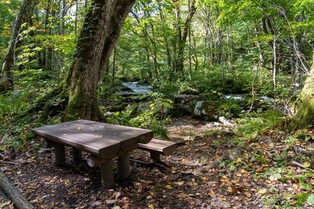 Wooden bench in the forest, beautiful nature scene in summer. Flowing river, green leaves, mossy...