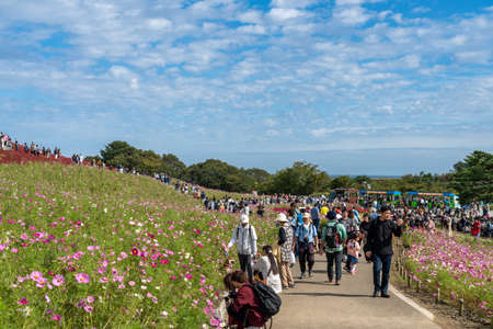Crowded people going to the Miharashi Hill to see the red kochia bushes in the Hitachi Seaside Park....