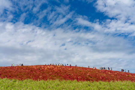 Crowded people going to the Miharashi Hill to see the red kochia bushes in the Hitachi Seaside Park....