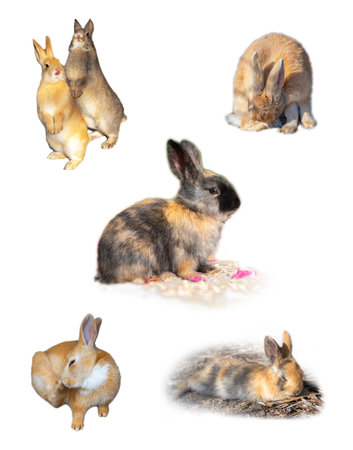 Many variety action of adorable bunny rabbit on white backgroundの写真素材