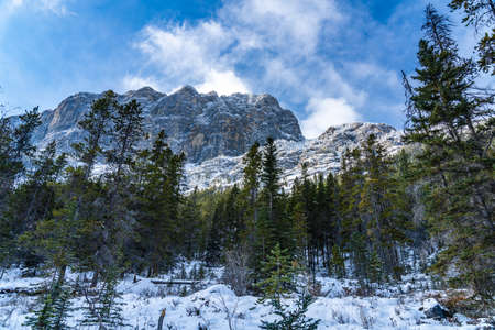 Forest scenery in early winter, green pine trees in the foreground, snow capped mountains with frozen trees in background. Landscape in Grassi Lakes Trail, Canmore, Alberta, Canada.の写真素材