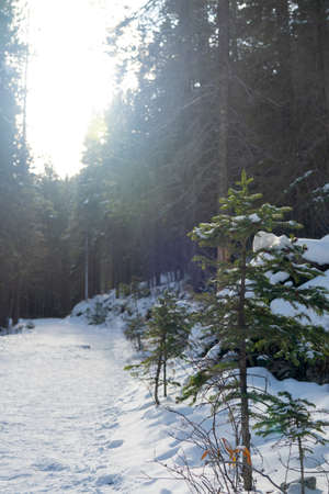 Mountain path covered by snow in the forest in winter season sunny day morning. Grassi Lakes Trail, Canmore, Alberta, Canada.の写真素材