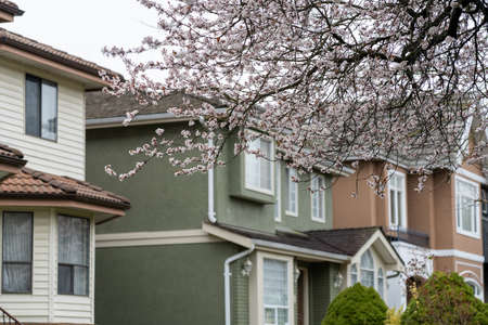 Cherry blossom full bloom in Vancouver city residential avenue. BC, Canada.の写真素材