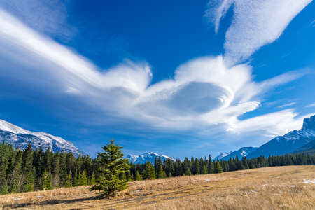 A isolated pine tree on unmelted snow grassland with beautiful cloudscape in late autumn sunny day. Forest and snow capped mountains in the background. Natural scenery in Canmore, Alberta, Canada.の写真素材