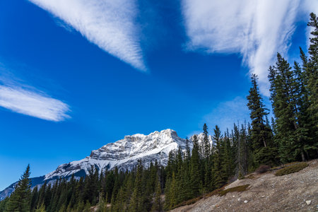 Green pine tree forest and snow-covered mountain. Blue sky and white clouds in the background. Beautiful natural scenery.の写真素材