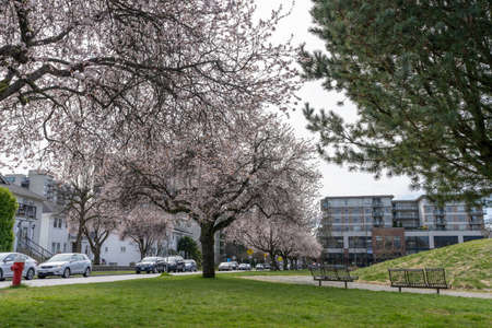 Vancouver, BC, Canada-March 26 2021: Jim Everett Memorial Park in spring time. Cherry blossom in full bloom.のeditorial素材