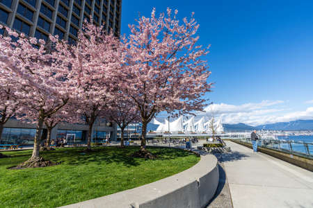 BC, Canada-March 25 2021: Cherry blossoms in full bloom with Vancouver City downtown buildings skyline in spring time. Waterfront Coal Harbour view Photography Standのeditorial素材