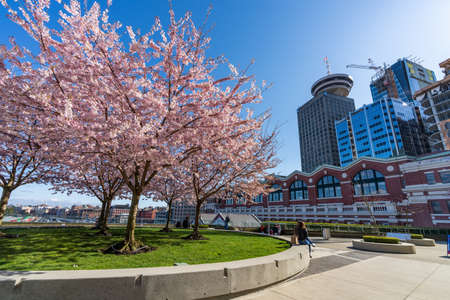 BC, Canada-March 25 2021: Cherry blossoms in full bloom with Vancouver City downtown buildings skyline in spring time. Waterfront Coal Harbour view Photography Standのeditorial素材