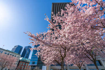 Cherry blossoms in full bloom with Vancouver City downtown buildings skyline in spring time. Waterfront Coal Harbour view Photography Stand. BC, Canada.の写真素材