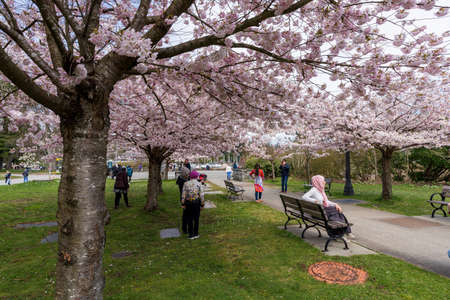 Vancouver City, BC, Canada-April 4 2021: Devonian Harbour Park in springtime season. People are enjoying cherry blossoms in full bloom.のeditorial素材