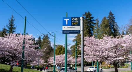 Vancouver City, BC, Canada-April 4 2021: Stanley Park entrance bus stop in springtime. Cherry blossoms in full bloom.のeditorial素材