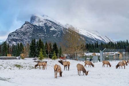 Wild elk roaming freely in Banff Skateboard Park Recreation Grounds in snowy winter. Mount Rundle in the background. Banff National Park, Canadian Rockies.のeditorial素材