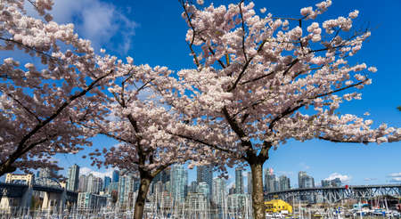 Vancouver City downtown skyscrapers skyline and Burrard Street Bridge, Granville Bridge. Cherry blossom in springtime. British Columbia, Canada.のeditorial素材