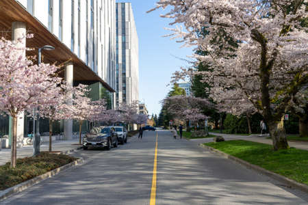 Vancouver, BC, Canada - April 5 2021 : University of British Columbia (UBC) campus. Cherry blossom flowers in full bloom.のeditorial素材