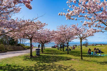 Richmond, BC, Canada - April 5 2021 : People having a picnic in the Garry Point Park in springtime, enjoying cherry blossom flowers in full bloom.のeditorial素材
