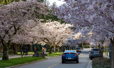 Vancouver, BC, Canada - April 5 2021 : University of British Columbia (UBC) campus. Cherry blossom flowers in full bloom.のeditorial素材