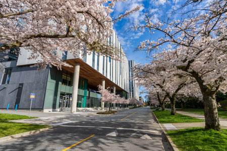 Vancouver, BC, Canada - April 8 2021 : University of British Columbia (UBC) campus. Lower Mall cherry blossom flowers in full bloom.のeditorial素材