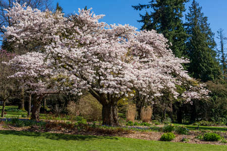 Park in springtime. One big cherry blossom tree in full bloom. Vancouver, BC, Canada.の写真素材