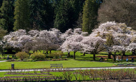 Vancouver, BC, Canada - April 12 2021 : Stanley Park cherry blossoms in full bloom. people flower viewing in springtime.のeditorial素材