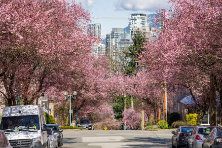 Vancouver, BC, Canada - MAR 29 2021 : Cherry blossom full bloom in Vancouver City Fairview district West 7th Avenue.のeditorial素材