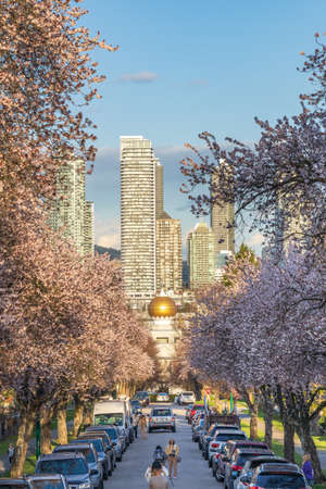 Vancouver, BC, Canada - MAR 29 2021 : Cherry blossom in beautiful full bloom in East 3rd Avenue, Hastings-Sunrise. Akali Singh Sikh Society Temple in the background.のeditorial素材