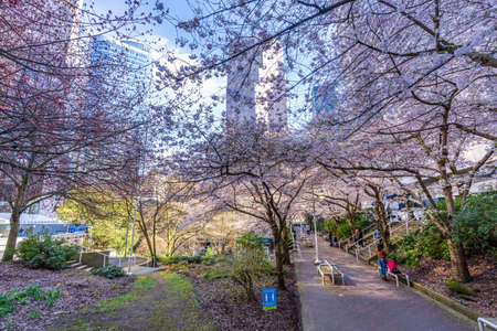Vancouver, BC, Canada - MAR 29 2021 : Cherry blossom in beautiful full bloom in Burrard Station, Art Phillips Park. Vancouver downtown buildings in the background.のeditorial素材
