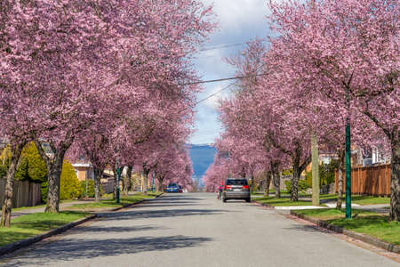 Vancouver, BC, Canada - MAR 29 2021 : Cherry blossom in beautiful full bloom in West 22nd Avenue, Arbutus Ridge residential neighbourhood.のeditorial素材